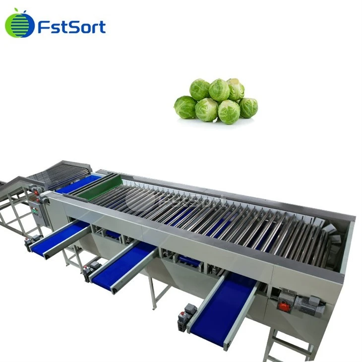 Igwe na-edozi akwụkwọ nri dị elu FstSort Brussels Sprout Sorting Line Vegetable Grading Machine